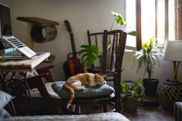 istock Cute kitten sleeping on a chair 1266281646