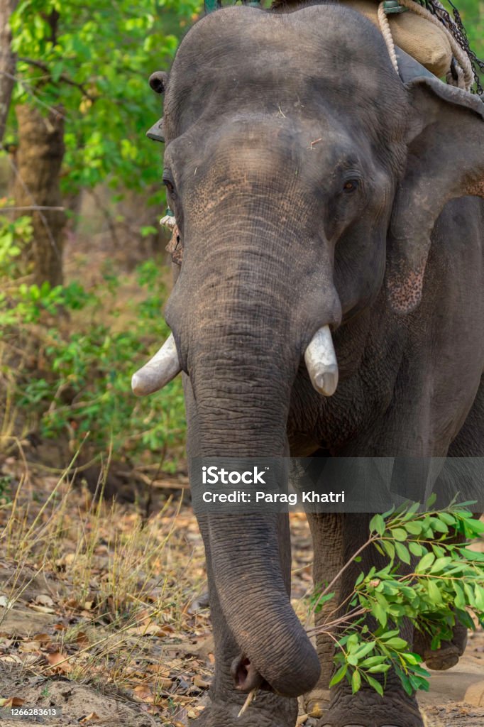 Elephant Elephantidae Largest Land Animal With Big Ivory Tusks With Leafy  Twig In The Trunk In Forest Stock Photo - Download Image Now - iStock