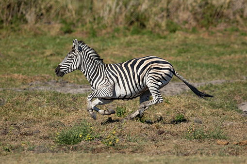 Adult zebra running at full speed in Moremi Botswana