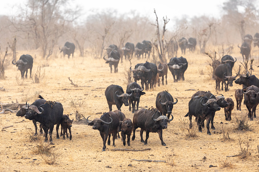 Buffalo family walking towards waterhole in dry season in Kruger Park South Africa