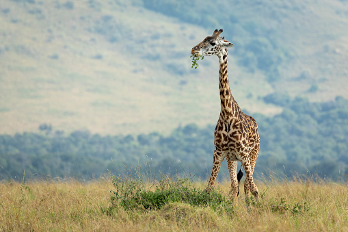 Adult giraffe browsing in grassy plains in Masai Mara Kenya