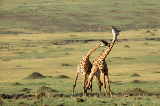 570+ Giraffe Fighting Photos Stock Photos, Pictures & Royalty-Free