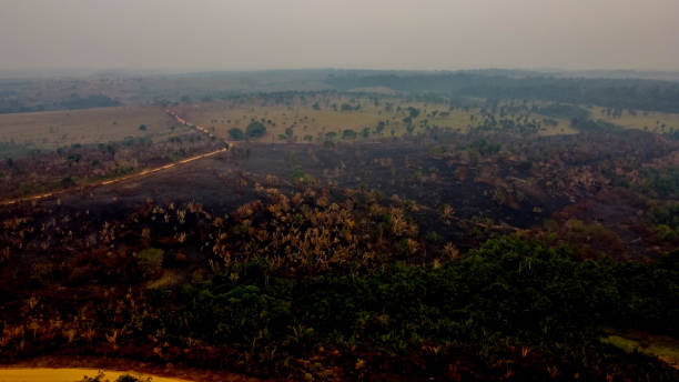 istock Pasture burned by accidental illegal burning in the Amazon 1266284037