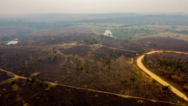 istock Pasture burned by accidental illegal burning in the Amazon 1266284054