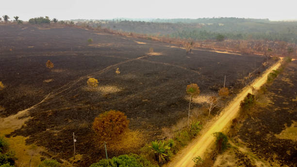 istock Pasture burned by accidental illegal burning in the Amazon 1266284105