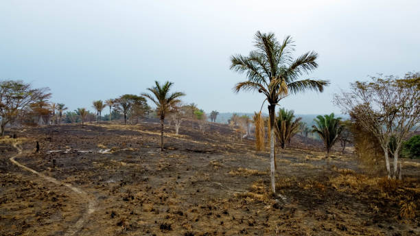 istock Plants hit by accidental illegal burning in the Amazon 1266284808