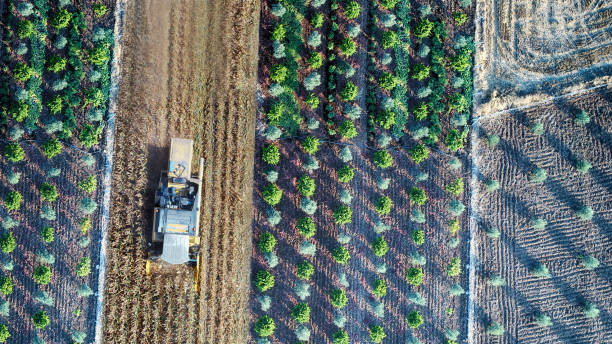 istock Aerial view of corn field during harvest 1266284861