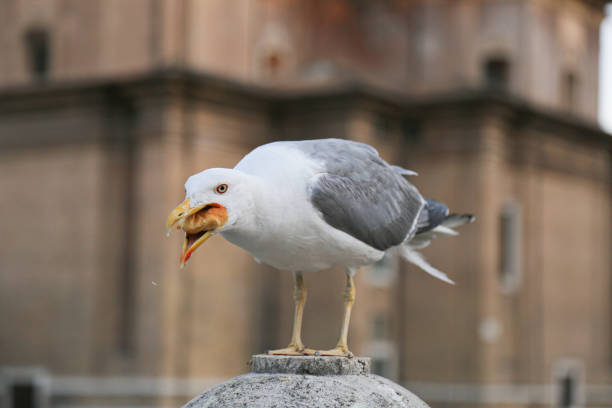 istock Seagull with food in mouth 1266284905