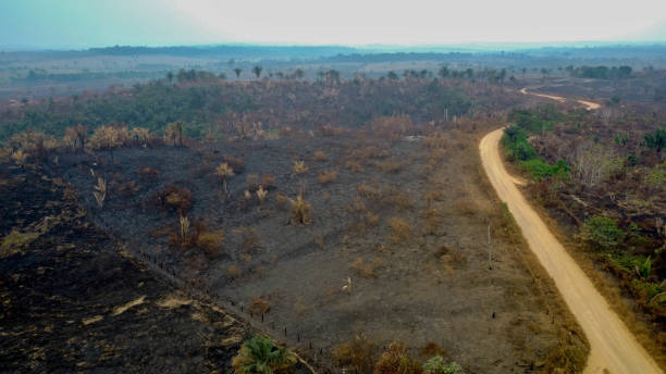 istock Pasture burned by accidental illegal burning in the Amazon 1266284942