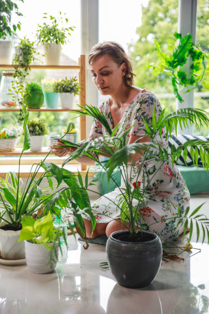 istock Plants inside the house help with breathing 1266285124
