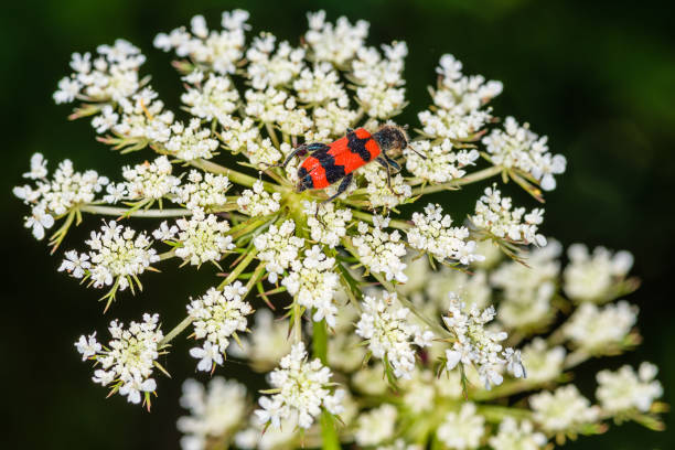 Macro of red and black beetle (Trichodes apiarius) on Conium maculatum, the hemlock or poison hemlock. Bright Bee beetle (Trichodes apiarius).