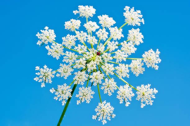 istock Conium maculatum, the hemlock or poison hemlock. Small white inflorescence of this famous highly poisonous plant 1266285362