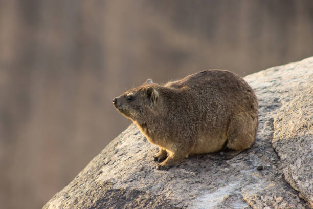 Rock Hyrax observing the setting sun A Rock Hyrax staring into the sun in the late Afternoon at Augrabies National Park, Northern Cape South Africa hyrax stock pictures, royalty-free photos & images