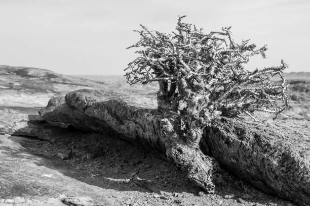 Detail of Cactus garden, black and white photography, Lanzarote, Canary Islands, Spain.