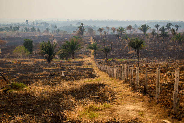 istock Pasture burned by accidental illegal burning in the Amazon 1266286942