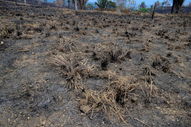 istock Pasture burned by accidental illegal burning in the Amazon 1266287532