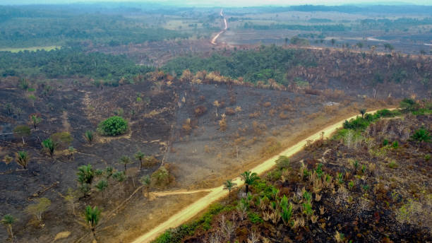 istock Pasture burned by accidental illegal burning in the Amazon 1266287662