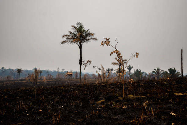 istock Pasture burned by accidental illegal burning in the Amazon 1266287779