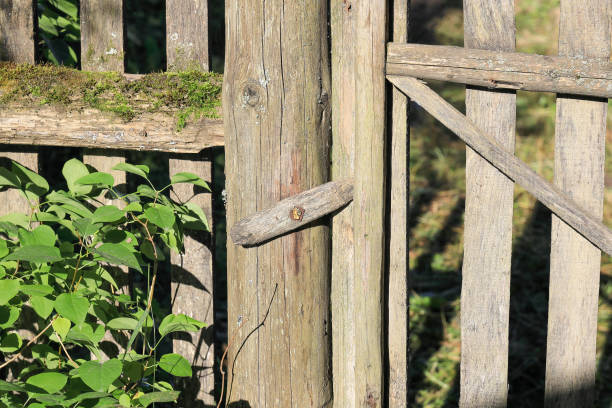istock old abandoned fence and gate are covered with moss 1266289084