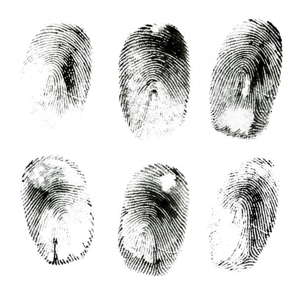 Various black ink human fingerprints Macro shot of various black ink human fingerprints isolated on white background biometrics photos stock pictures, royalty-free photos & images