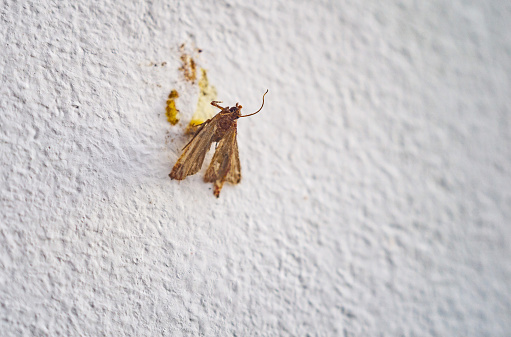 Dead moth on the white wall. Close-up, selective focus