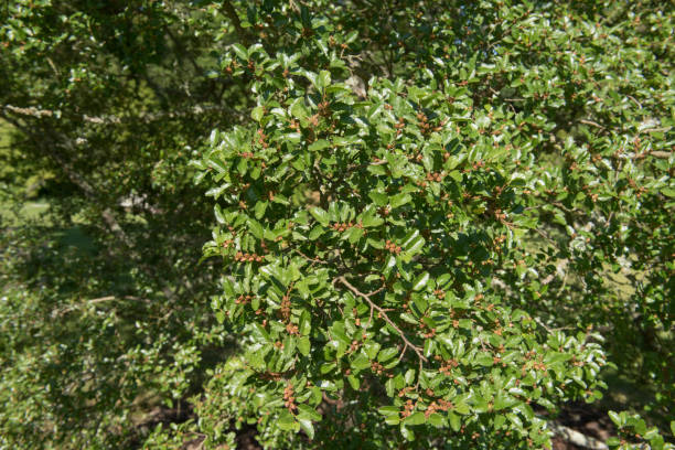 summer liście liściastego antartic buk (nothofagus antarktyda) rośnie w ogrodzie w rural devon, anglia, wielka brytania - southern beech zdjęcia i obrazy z banku zdjęć