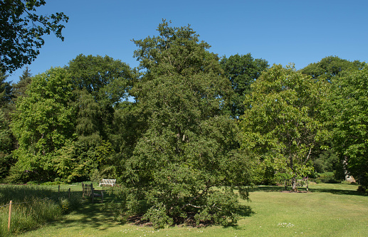 Nothofagus antartica is a Deciduous Tree and Native to Chile and Argentina