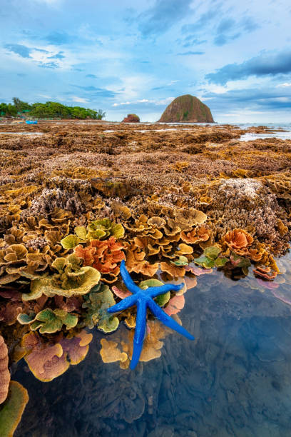istock Starfish on coral reef in Hon Yen, Phu Yen 1266291116