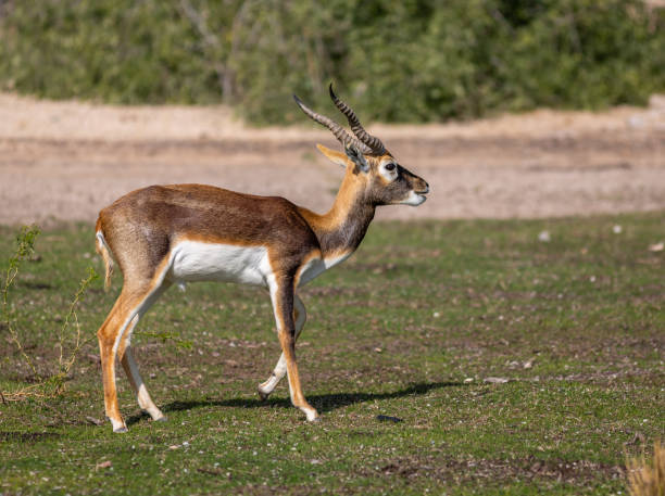 istock Group of Gazelles 1266292102
