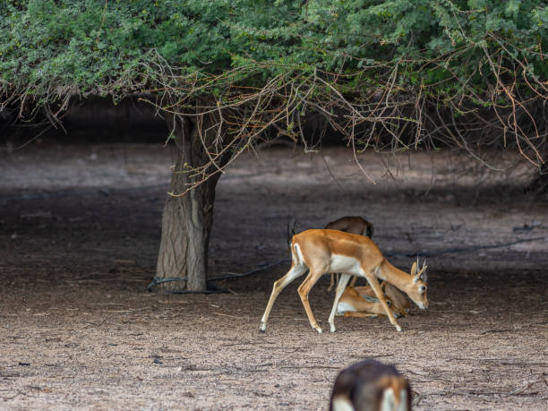 istock Group of Gazelles 1266292103