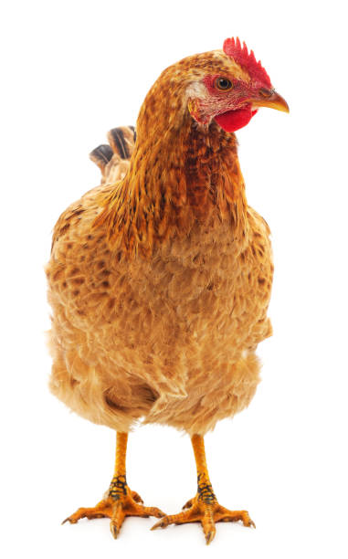 молодая коричневая курица. - brown chicken стоковые фото и изображения