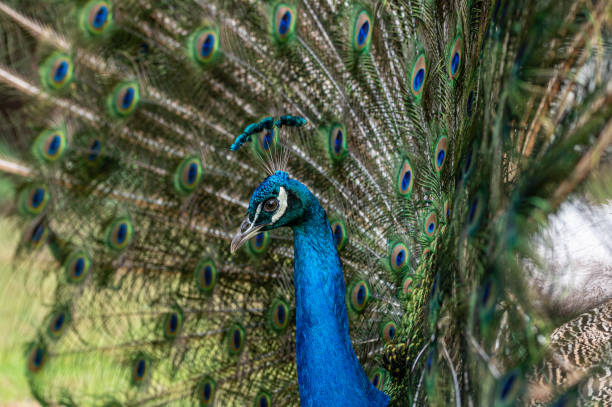 istock Male peacock bird, Pavo cristatus, with full display tail feathers 1266292373