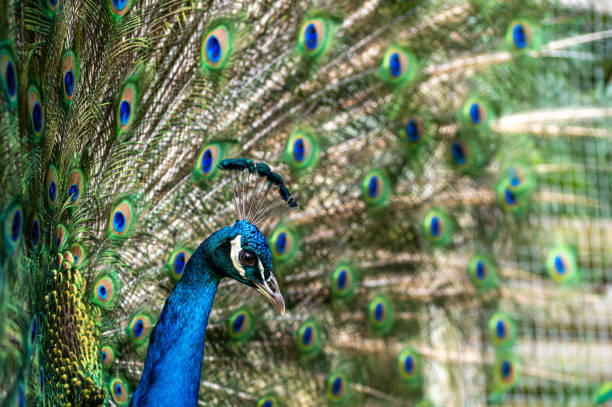 istock Male peacock bird, Pavo cristatus, with full display tail feathers 1266292437