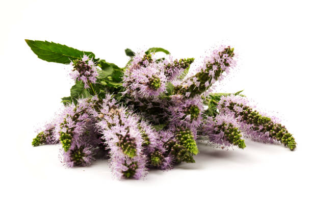 istock Purple peppermint flowers isolated on white background 1266294493