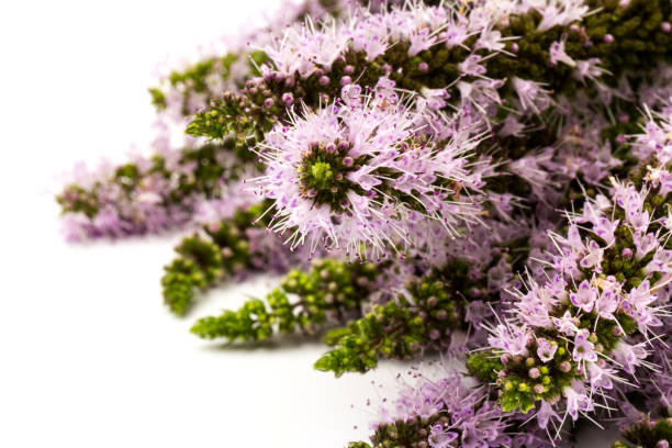 istock Purple peppermint flowers isolated on white background 1266294551