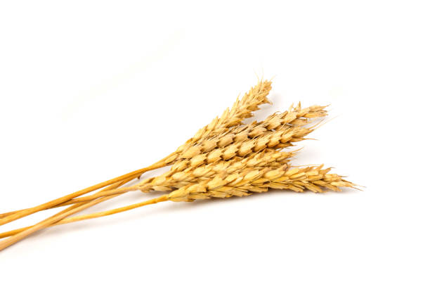istock Spikelets of golden wheat,  isolated on white background 1266294570