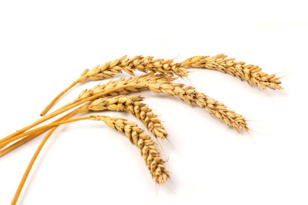 istock Spikelets of golden wheat,  isolated on white background 1266294576