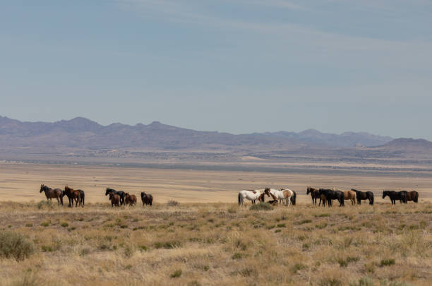 istock Wild Horses in the Utah Desert 1266294692