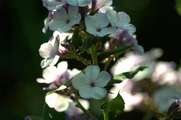 istock Flowering stem of phlox in subdued light 1266295877