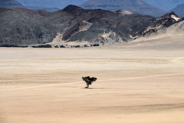 Dry tree in the infinity of the Negev Desert in Israel. Breathtaking landscape and nature of the Middle East.