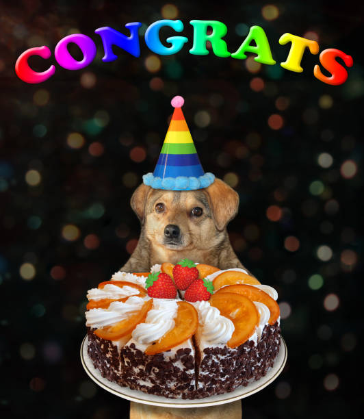 istock Dog in party hat holds orange cake 2 1266297477
