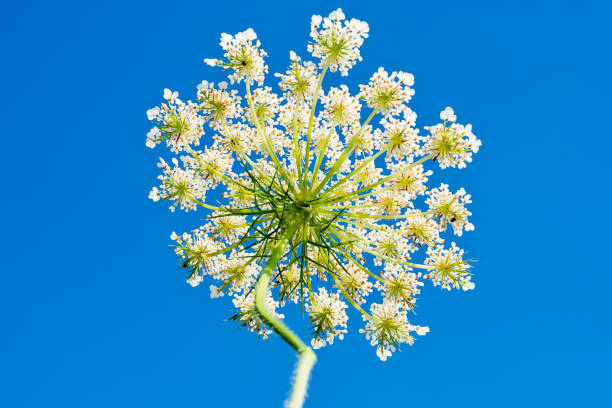 istock Conium maculatum, the hemlock or poison hemlock. Small white inflorescence of this famous highly poisonous plant 1266297792