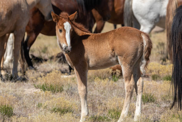 istock Cute Wild Horse Foal in Utah 1266297831