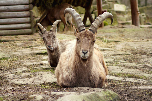 istock Capra caucasica - The West Caucasian Ibex 1266298746