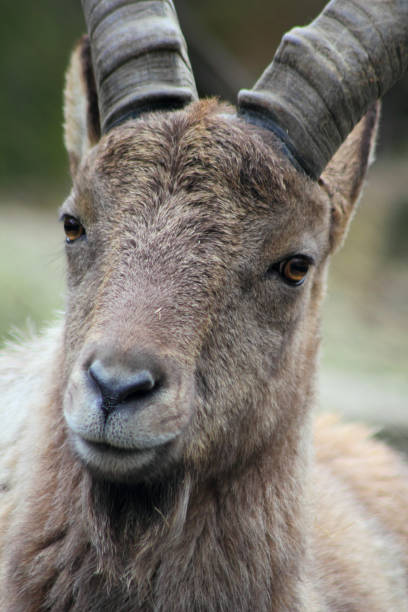 istock Capra caucasica - The West Caucasian Ibex 1266298799