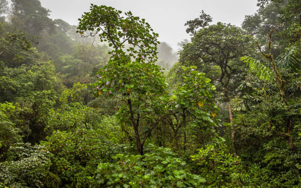 istock Rain Forest in Costa Rica 1266299015