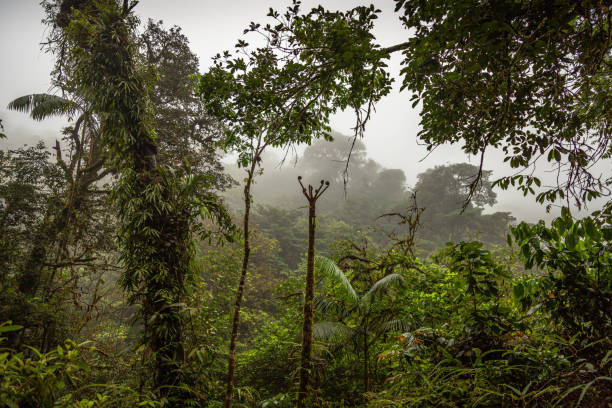 istock Rain Forest in Costa Rica 1266299253