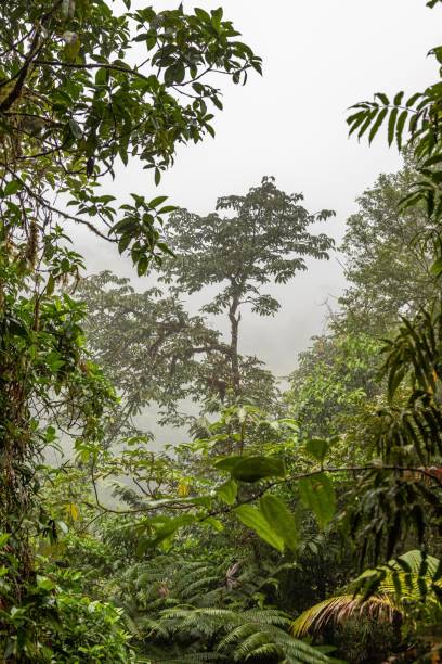 istock Rain Forest in Costa Rica 1266299256