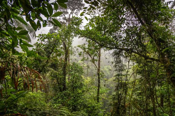 istock Rain Forest in Costa Rica 1266299304