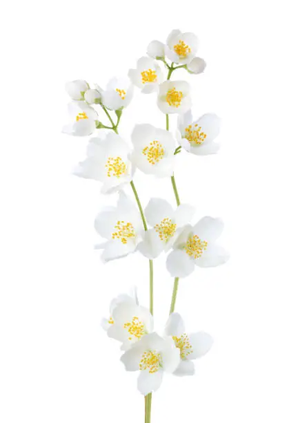 Branches of  Jasmine's (Philadelphus) flowers isolated on white background.
